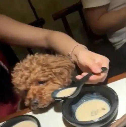 女子偷偷带狗狗进餐厅,竟然和狗狗共用餐具,这是什么情况