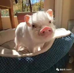 宠物猪头像,猪的头像萌的微信头像