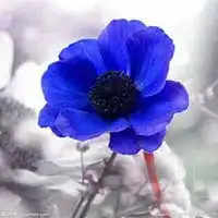 微信头像花朵唯美情侣头像微信头像图片大全