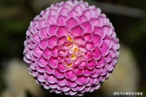 生来就很好命的三生肖,旺夫旺子旺家运,生活越来越富有
