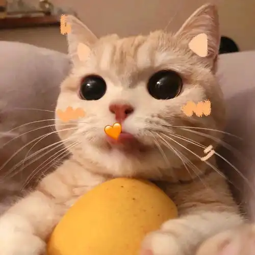 少女与猫头像猫咪