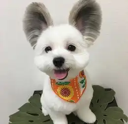 混血犬怎么了一样萌到你吐血