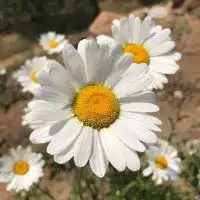 最火鲜花头像微信花朵头像玫瑰花图片第3页潮人个性网