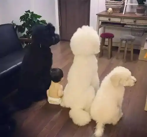 3只巨型贵宾犬和小奶娃的幸福生活