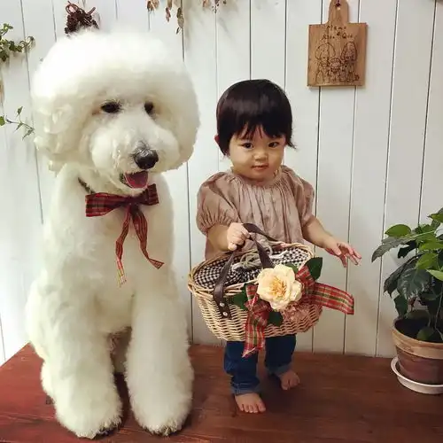 狗狗也会带娃,而且业务水平还是顶级的......