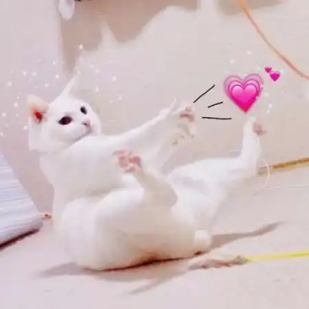 不是人物的情侣头像,可爱搞怪的动物猜你会喜欢的