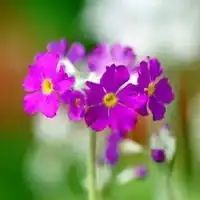 带花的图片唯美图片人物带花唯美图片