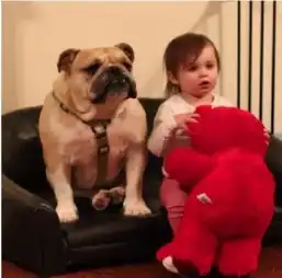 英国高冷斗牛犬与婴儿形影不离成朋友
