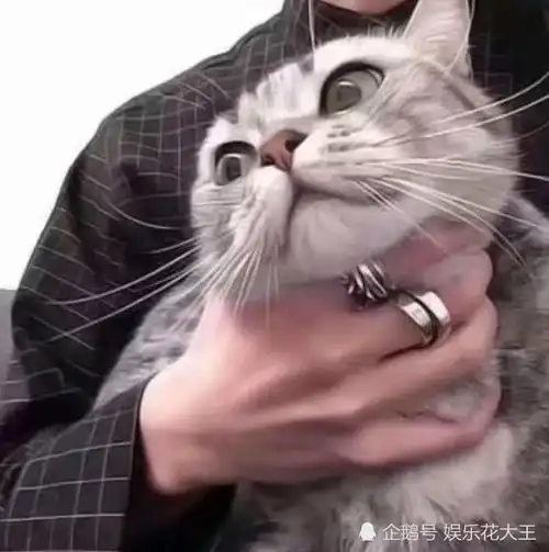 可爱萌宠头像卡通猫咪