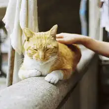 少女与猫头像写真