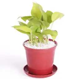 黄金葛这种植物长什么样子呢有没有人有图片,发一张我认识认识