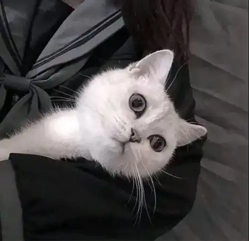 少女与猫头像男生