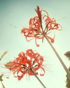 彼岸花的悲伤