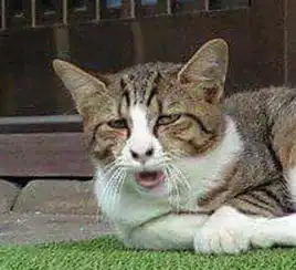 盘点那些吸不动的丑猫,猫控的快来看看,你get哪个