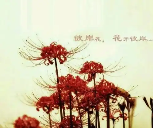 鬼吹灯中提到的彼岸花原来故事这么凄美