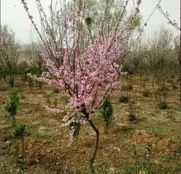 无耻猥琐男,有种别跑