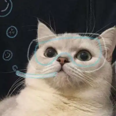 猫咪头像,喜欢拿走,感谢大家