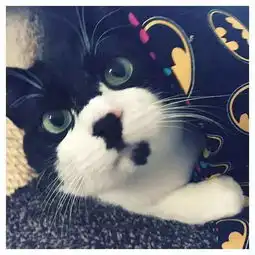 从隐形猫到蝙蝠侠三脚猫和主人的有爱故事