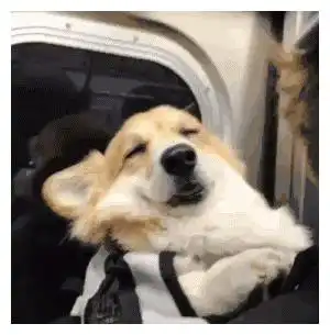 不要再说上班狗了,狗根本不上班好吗