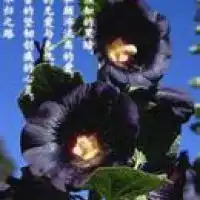 彼岸花头像唯美伤感