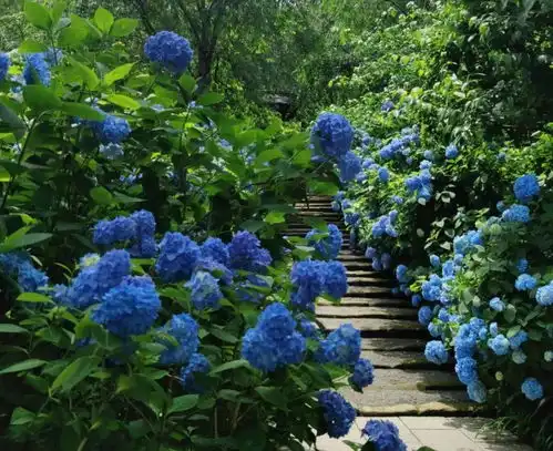 雨季日本,绣球花都开好了