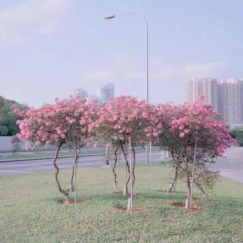 这期头像背景图套图超吉利