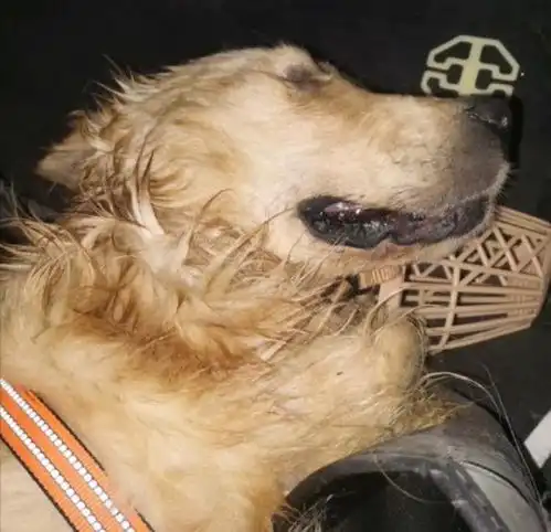 图便宜女子让爱犬搭顺风车被活活闷死司机只愿赔1.5万