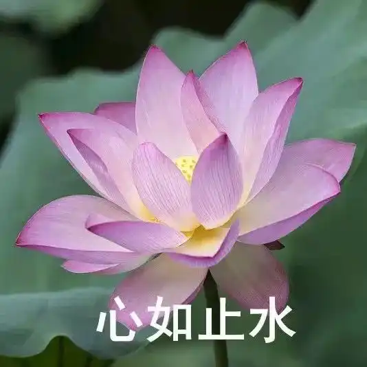 我想开了荷花头像原图