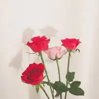 2020能带来好运吉祥的微信头像