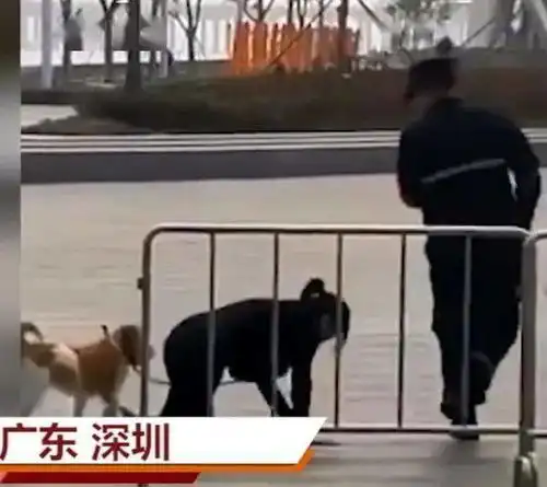 这是什么操作网传深圳一女子跪地戴链同狗爬行警方已批评教育