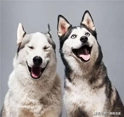 原创文明养犬,狗狗出门戴牵引绳,是宠主的另一种爱