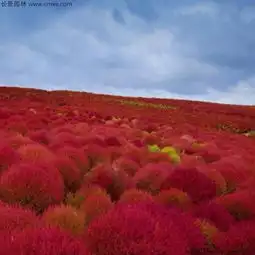 地肤种子多少钱一斤