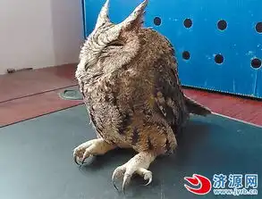 村民捡到呆萌鸟竟是国家二级保护动物红角鸮