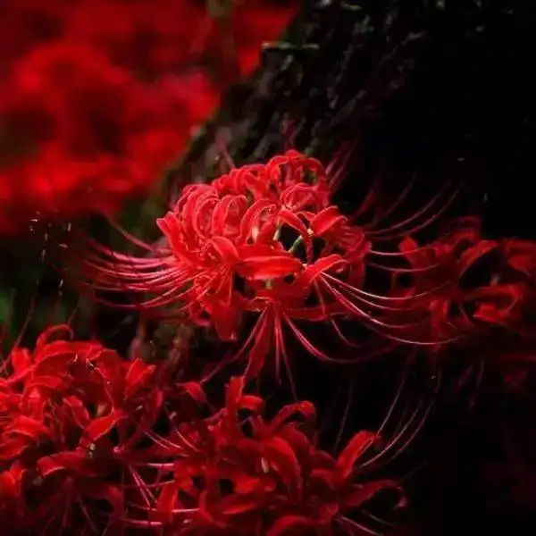 美丽彼岸花,宛如仙境