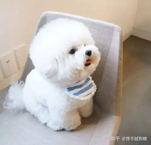为什么比熊犬这么受女生欢迎看完后,都有想养一只的冲动