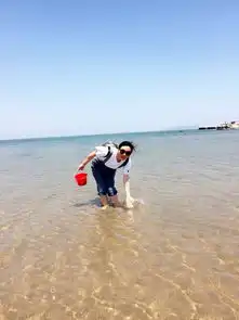 海鸥,海滩,日落蓬莱长岛