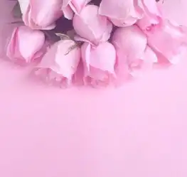 粉玫瑰
