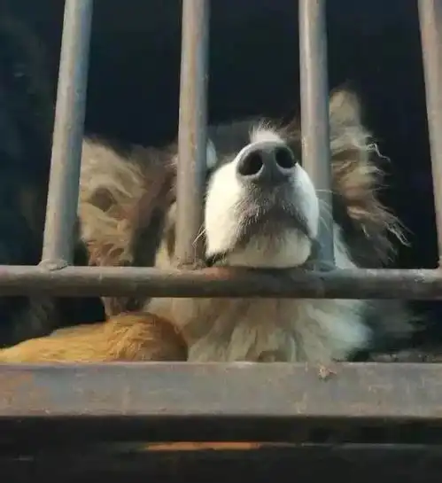 春节将至,它们守住了家,却没能守住自己