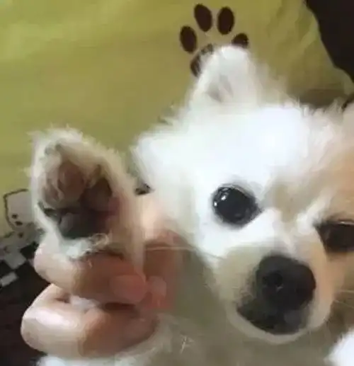 高温路面就是铁板烧,遛狗小心它们的脚掌