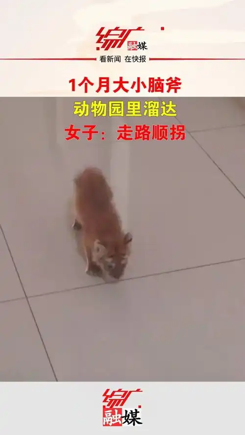 太可爱了1个月大小脑斧动物园里溜达,女子走路顺拐万物皆有灵性奇妙的动物神奇动物在抖音