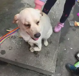 狗狗被主人打断腿扔街上,它呜咽着看着路人带我走吧