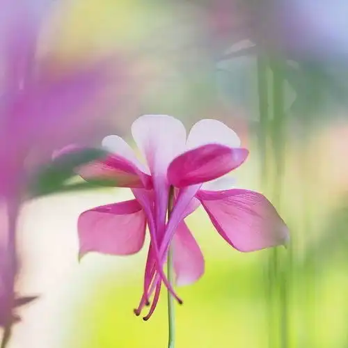 请问那些绿植可以在家里养,不长虫,喜阳光的那种