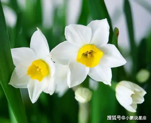 运气特别旺的女士头像好