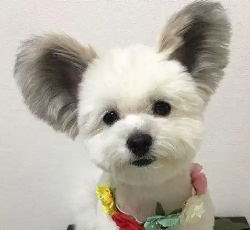 女子网购泰迪,店家把狗寄过来后,她看傻眼这不是我想要的泰迪