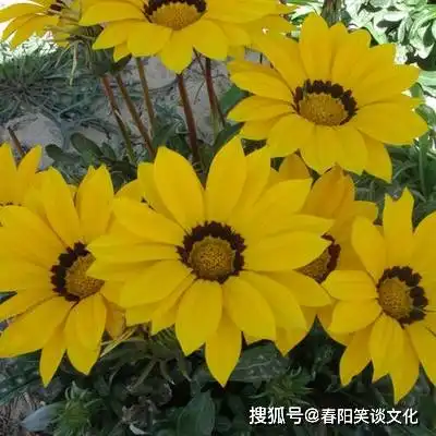三大生肖女越老越有人帮,越不缺钱花,越老越有福,老来常有喜