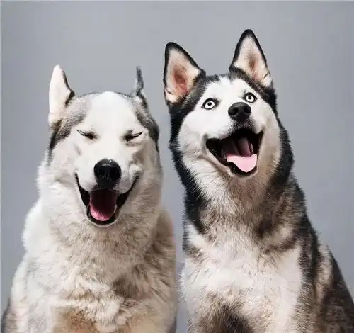 女生和狗狗的头像母狗