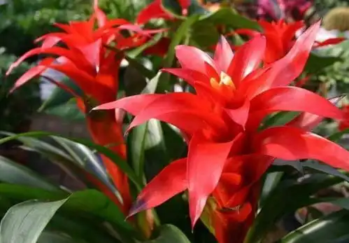 4种花旺运又招财,寓意吉祥添富贵,聪明人都在养