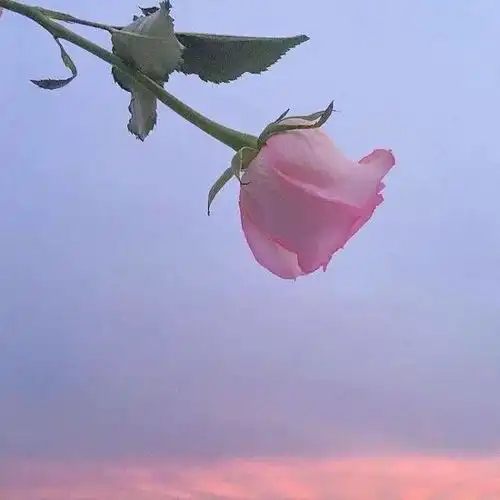 可可爱爱的土味儿情话