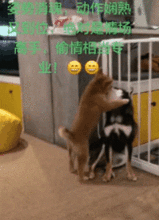 搞笑gif自从来到这里,女朋友就变成兔子了