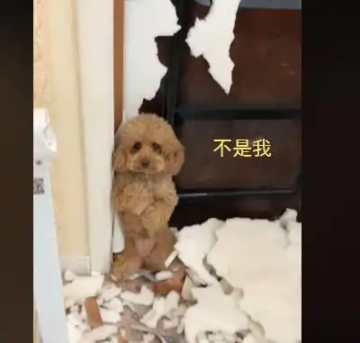女孩回家后,看到家里被泰迪糟蹋成这样,怒骂邻居家的二哈